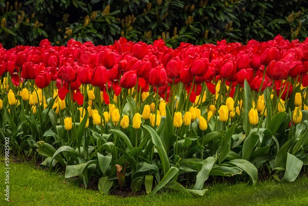 Fototapeta A view of the cilia of colorful blooming tulips.