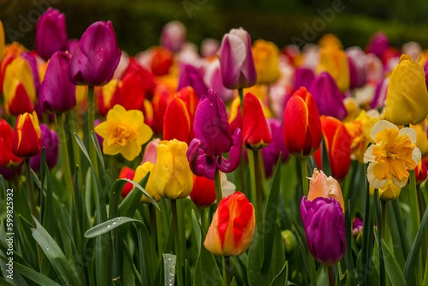 Fototapeta Close-up view of colorful tulips in full bloom.