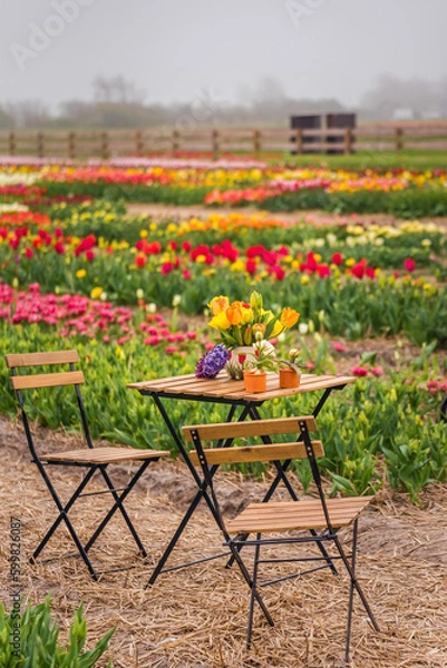 Fototapeta A table and two chairs standing in the middle of a tulip field. There are decorative flowers on the table.