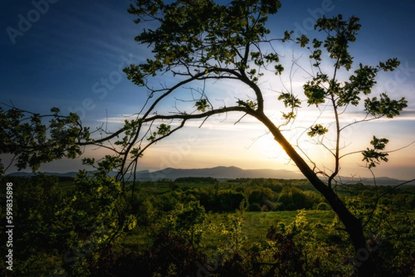 Fototapeta sunset in the forest