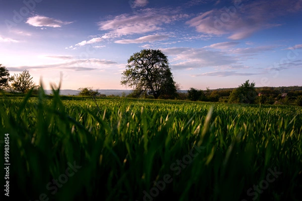 Fototapeta sunset over the field