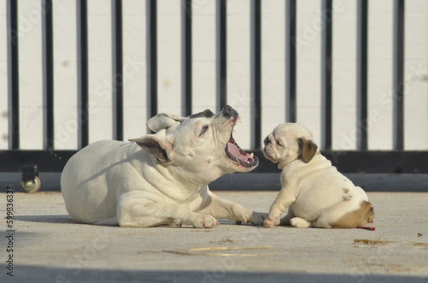 Obraz White American bully dog and English bull dog puppy is playing together on the road. They are take good care of each other.