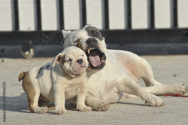 Obraz White American bully dog and English bull dog puppy is playing together on the road. They are take good care of each other.