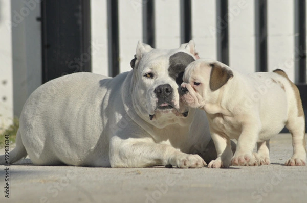 Obraz White American bully dog and English bull dog puppy is sitting together on the road. They are take good care of each other.