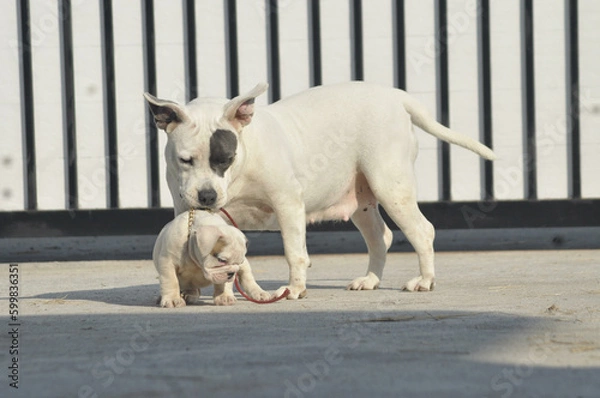 Obraz White American bully dog and English bull dog puppy is playing together on the road. They are take good care of each other.
