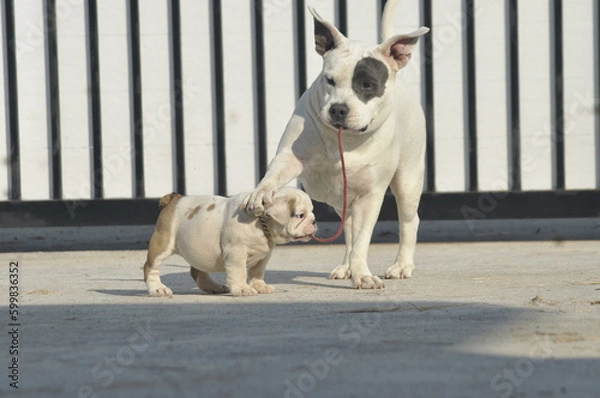 Obraz White American bully dog and English bull dog puppy is playing together on the road. They are take good care of each other.