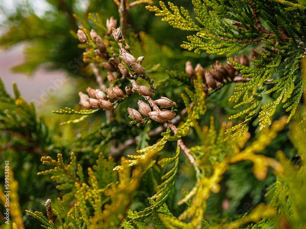 Fototapeta Spring in nature, in the trees. Thujas, close-up of thuja branches, cones