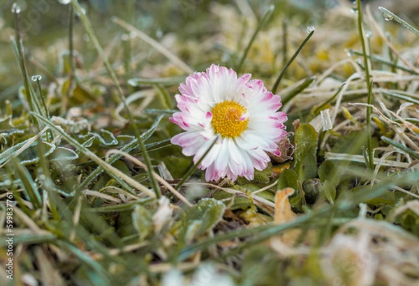 Fototapeta Spring in nature, blooming meadow flowers, morning dew and dew drops.