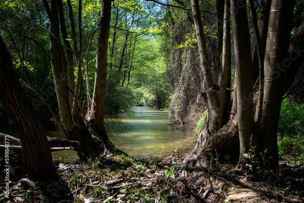 Fototapeta forest river spring