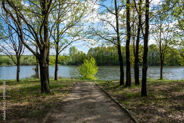 Fototapeta path in the forest