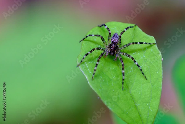 Fototapeta 小さい蜘蛛