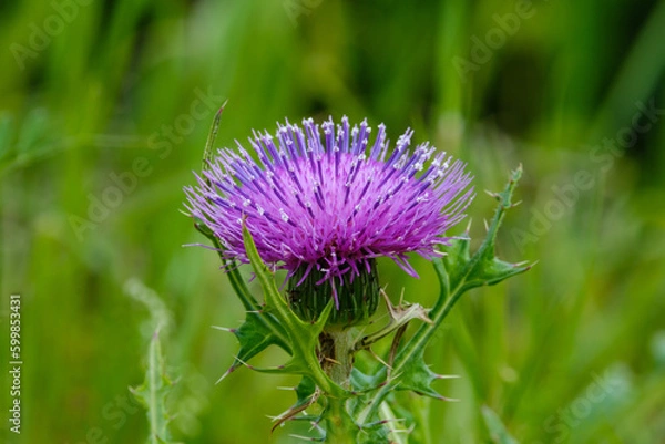 Fototapeta アザミ