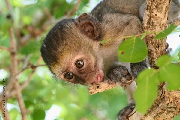 Obraz Monkey in Tarangire