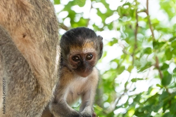 Obraz Monkey in Tanragire