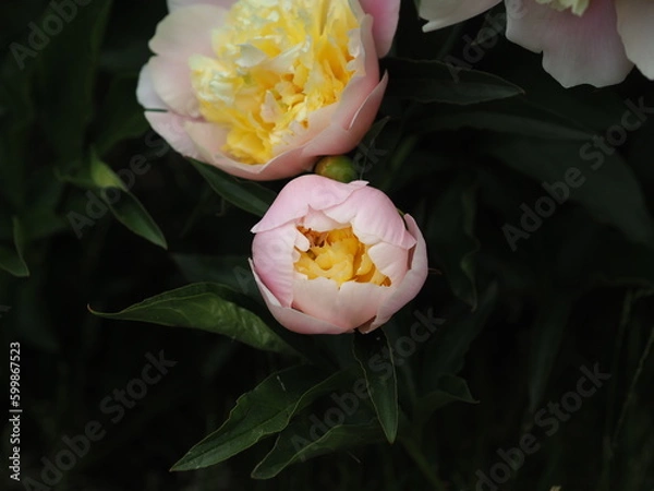 Obraz Piwonia Peony
