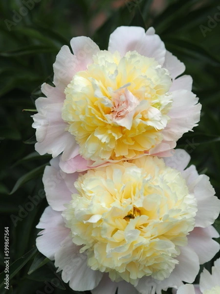 Obraz Piwonia Peony