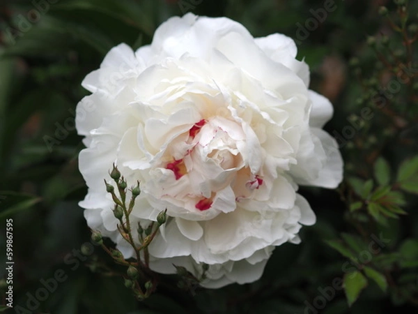 Obraz Piwonia Peony