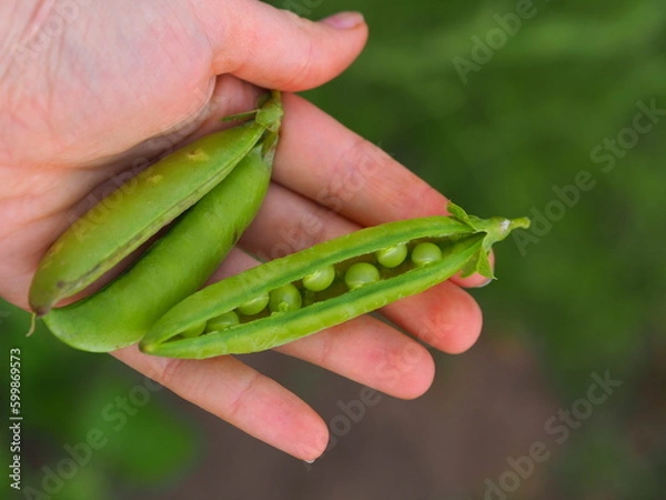 Obraz Groszek cukrowy Sugar peas