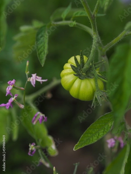 Obraz Kukurydza Corn