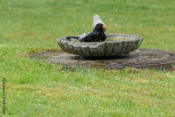 Obraz Vogel im Bad 23