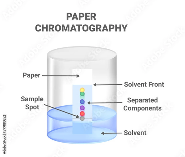 Fototapeta Vector scientific illustration of ascending paper chromatography – an analytical method used to separate components between stationary and mobile phases. Method for identifying substances.