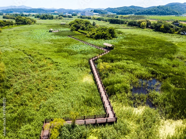 Obraz A marshy place