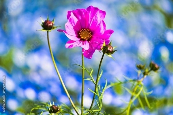 Obraz コスモスとネモフィラ