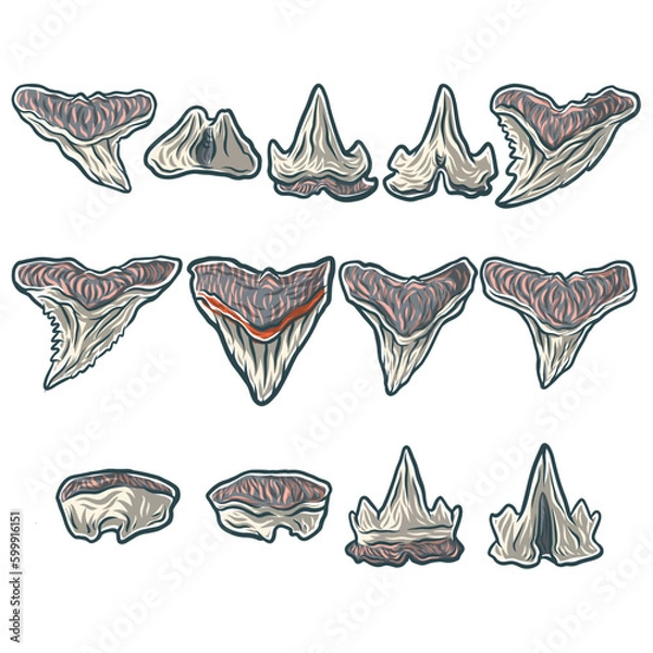 Obraz shark tooth megalodon vector 3