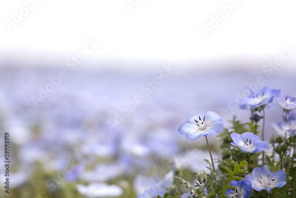 Obraz ネモフィラ畑