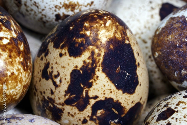 Fototapeta Quail eggs in a round wooden bowl on canvas, close-up, macro. Eggshell stains. Spotted pattern on the eggs. Dietary healthy foods. Egg