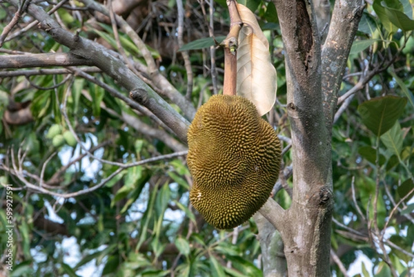 Obraz growing jackfruits with nature background