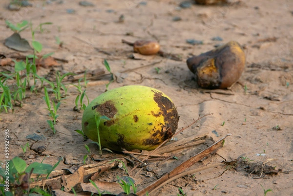 Obraz rotten mango on the arid ground