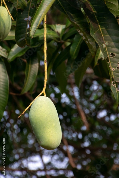 Obraz growing mango with blurred tree background