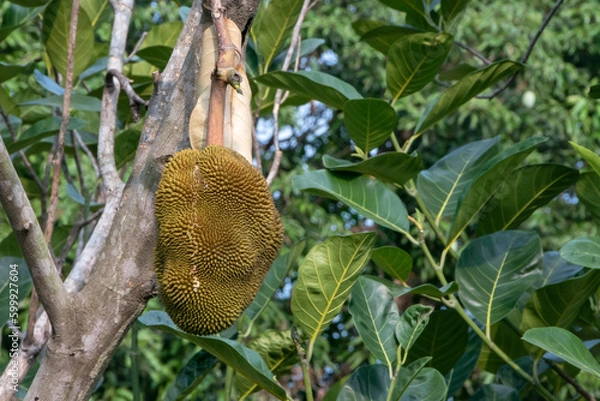 Obraz growing jackfruits with nature background