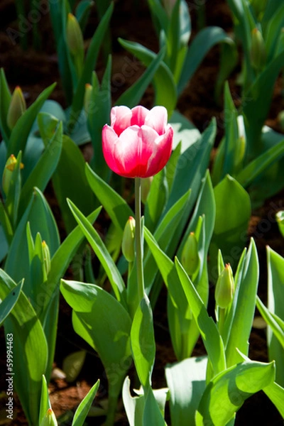Obraz Tulips in the field