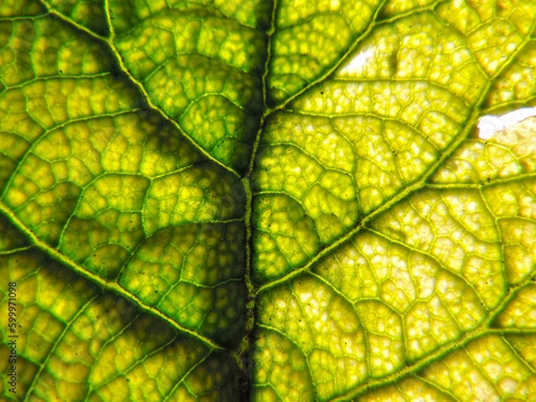 Obraz Green leaf texture background