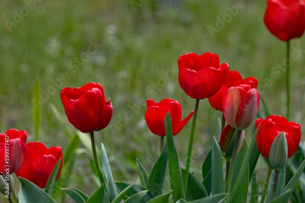 Obraz Garden Tulips