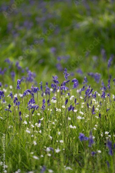 Obraz Bluebells in Warwickshire 2