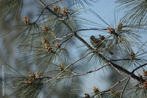 Obraz Bird In Pine Tree