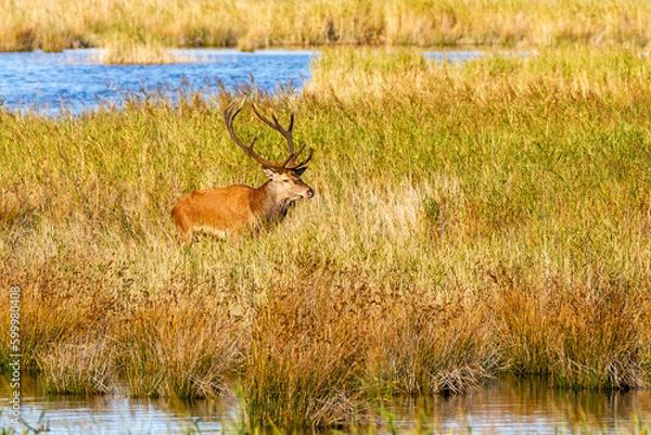 Fototapeta Rothirsch 38