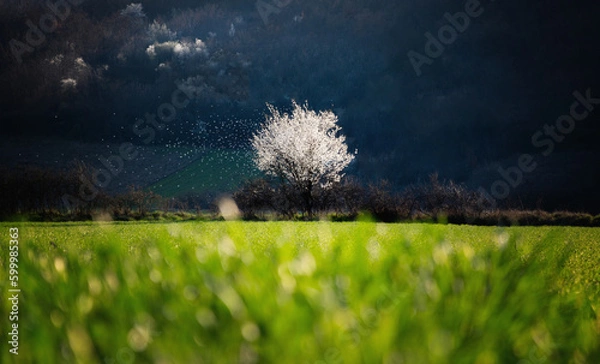 Fototapeta spring blossom tree