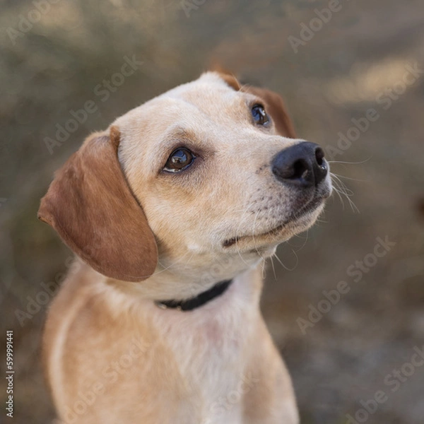 Fototapeta Inquisitive cute dog face looking up
