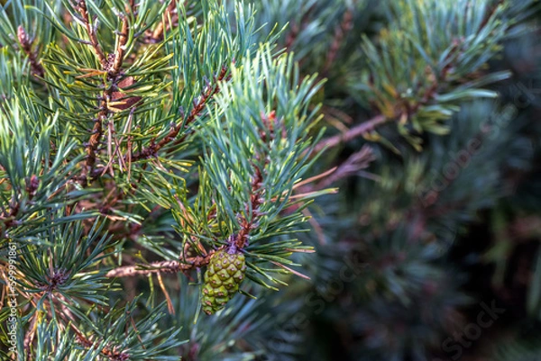 Fototapeta Pinus sylvestris or Scots pine cone growing on the tree in summer, close up