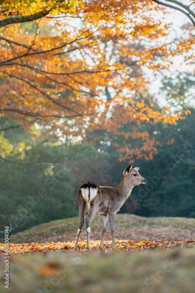 Fototapeta 奈良 - 【奈良公園の鹿と紅葉】