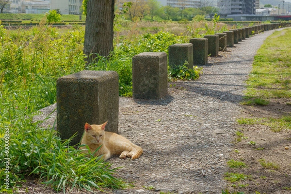 Fototapeta 朝の柔らかい光の中、堤の道で寝転びながら考え事をしている猫