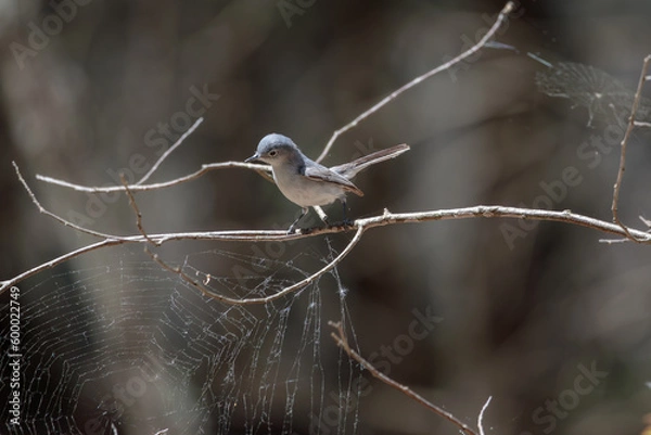 Fototapeta a blue-gray gnatcatcher perched on a tree branch