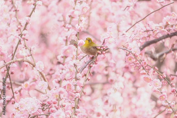 Obraz 京都 - 【城南宮　しだれ梅とウメジロー】