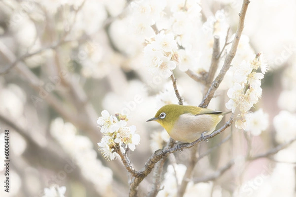 Fototapeta 大阪 -【山田池公園の梅とウメジロー】