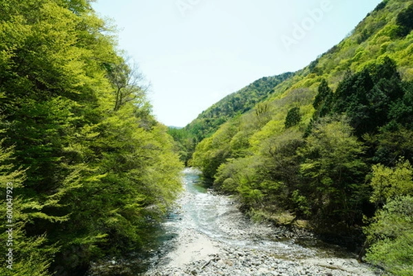 Obraz 渓流　新緑　若葉　水
