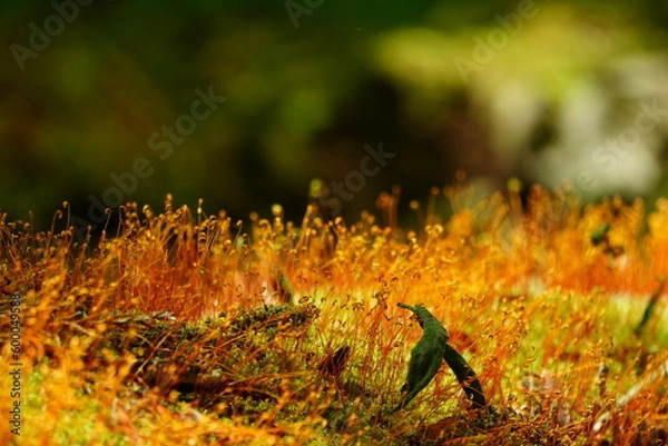 Obraz コケ　癒し　胞子　黄金色　黄色